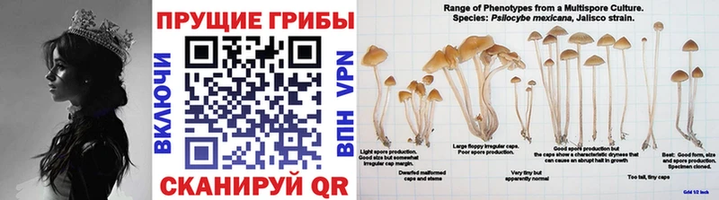 МЕГА ТОР  даркнет как зайти  Галлюциногенные грибы мухоморы  Отрадная 